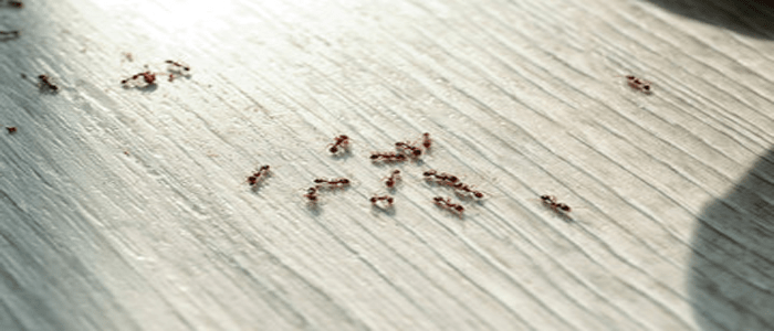 Affordable Ant Pest Control Service
