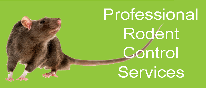 Professional Rodent Control Services
